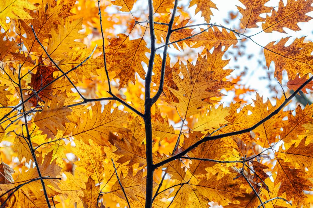 Autumn leaves in daylight